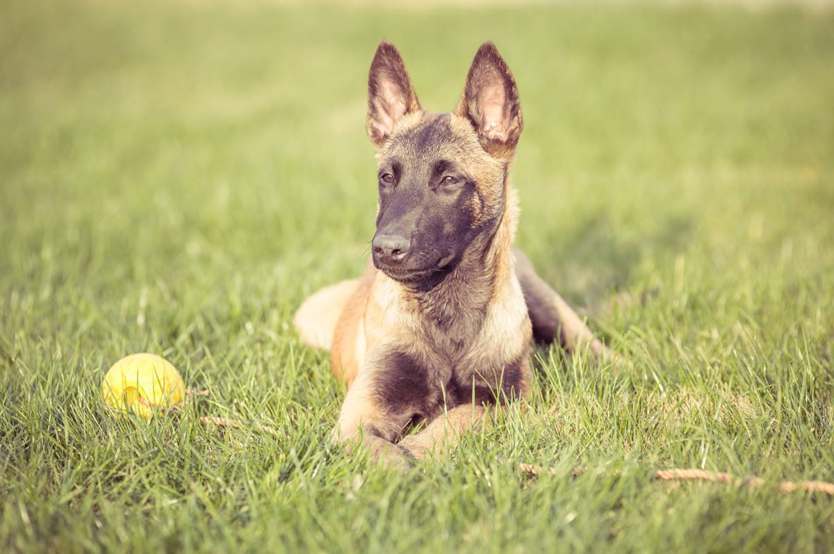 owczarek belgijski malinois leży na zielonej trawie w ogrodzie.